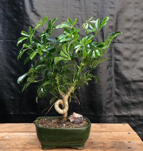 Hawaiian Umbrella Bonsai Tree - Medium -Coiled Trunk Style -(Arboricola Schefflera 'Luseanne')