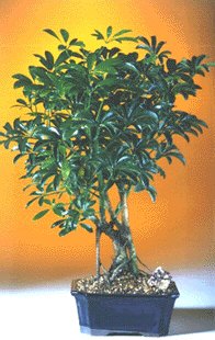 Hawaiian Umbrella Bonsai Tree-Complete Starter Kit