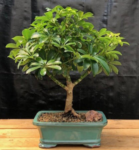 Hawaiian Umbrella Bonsai Tree - Medium-(Arboricola Schefflera 'Luseanne')