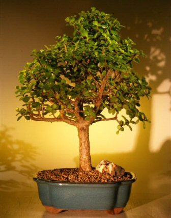 Baby Jade Bonsai Tree - Extra Large -(Portulacaria Afra)