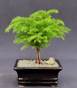 Norfolk Island Pine Bonsai Tree - Medium -(Araucaria Heterophila)