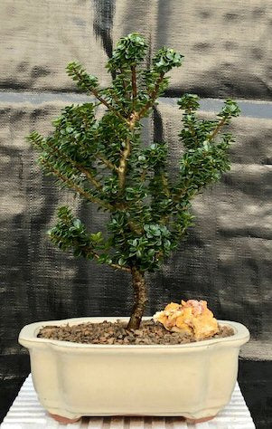 Japanese Dwarf Pagoda Holly-(Ilex Crenata dwarf Pagoda)