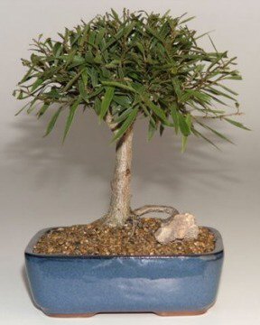 Willow Leaf Ficus Bonsai Tree -Complete Starter Kit