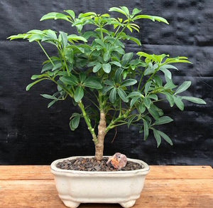 Hawaiian Umbrella Bonsai Tree - In Faux Log Planter-(arboricola schefflera 'luseanne')