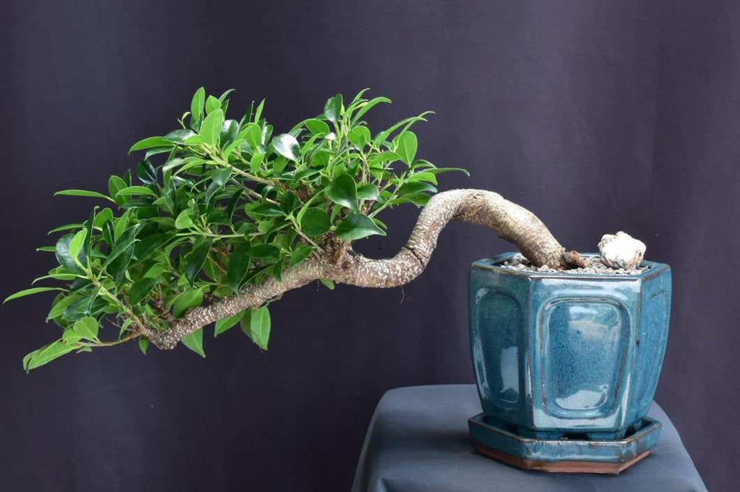 Ficus Retusa Bonsai Tree-Cascade Style-(ficus retusa)