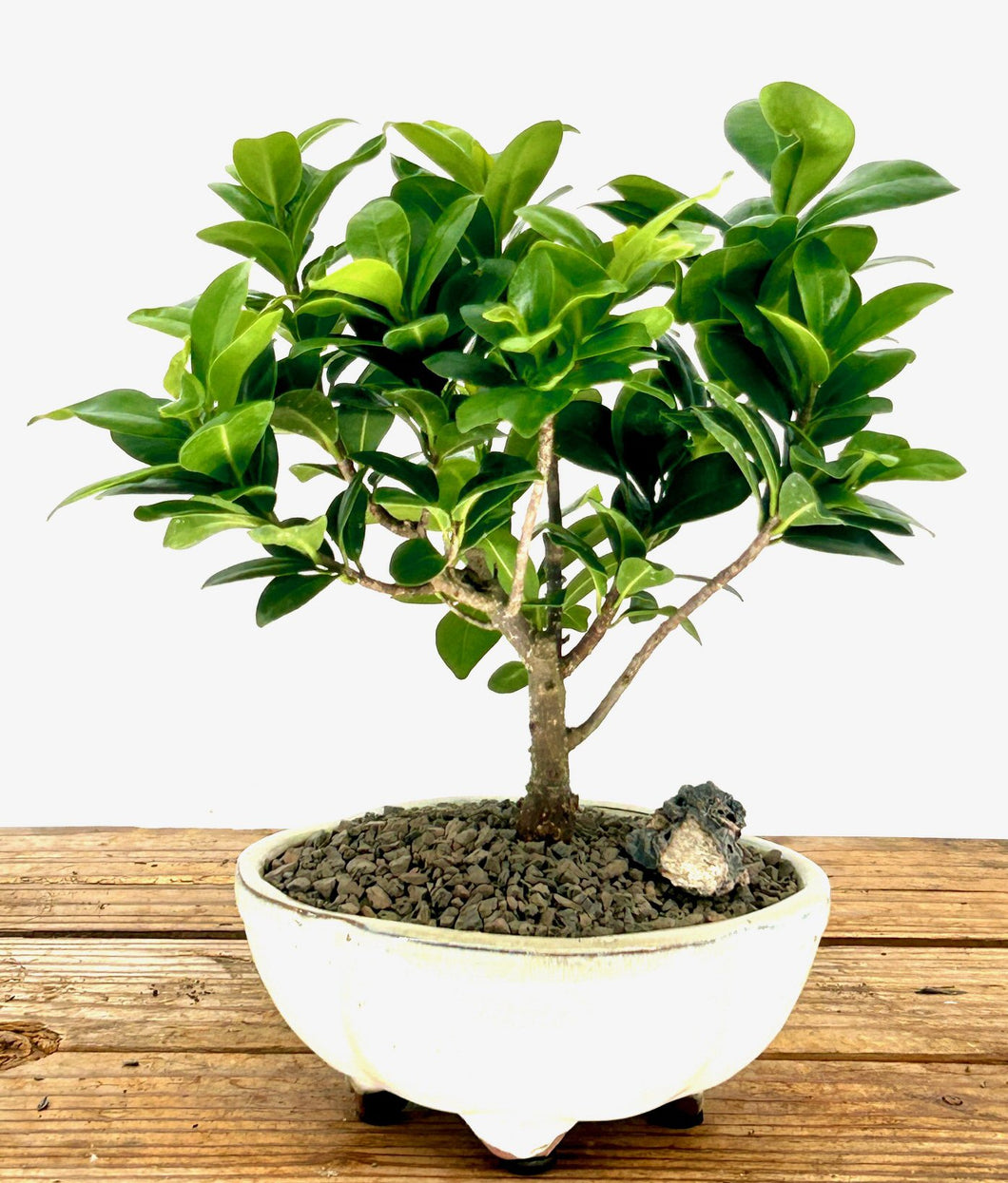 Ficus Compacta Bonsai Tree-(Ficus Compacta)