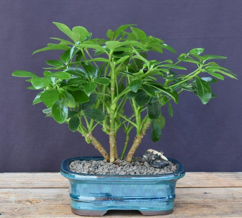 Hawaiian Umbrella Bonsai Tree - Multi Trunk Style -(arboricola schefflera)