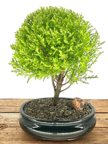 Lemon Cypress Bonsai Tree - Medium-(cupressus macrocarpa)