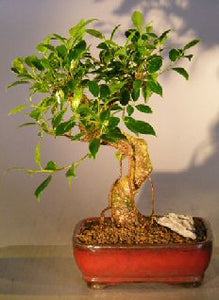 Ficus Retusa Bonsai Tree-Complete Starter Kit