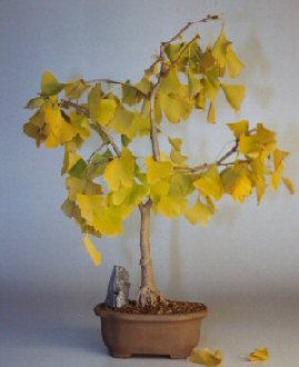 Ginkgo Bonsai Tree-(ginkgo Biloba)