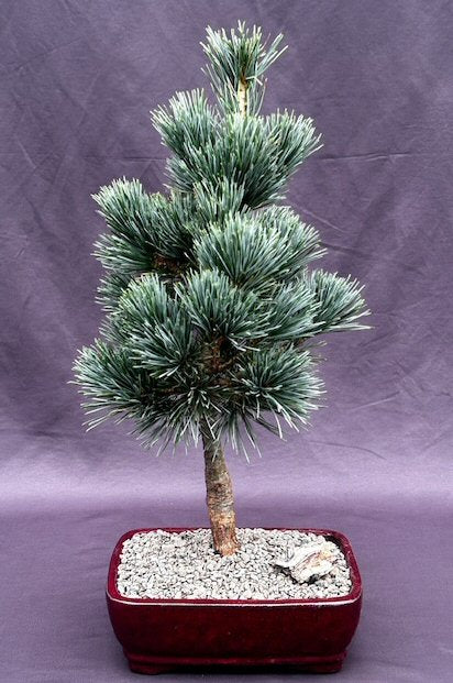 Japanese White Pine Bonsai Tree -(pinus parviflora 'aoi')