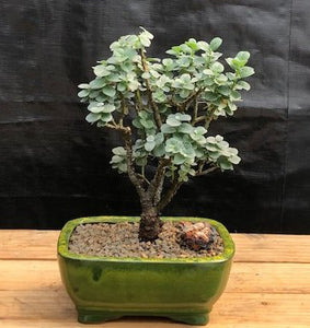 Boyd?s Willow Bonsai Tree-( Salix boydii)