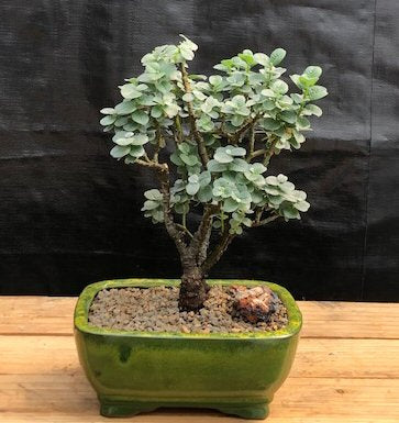 Boyd?s Willow Bonsai Tree-( Salix boydii)