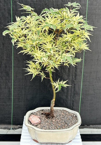 Variegated Butterfly Japanese Maple Bonsai Tree-(Acer palmatum ?Butterfly?)