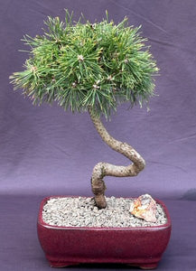 Twisty Mugo Pine Bonsai Tree-(pinus mugo 'twisty')