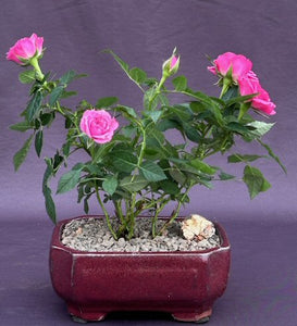 Flowering Pink Mini Rose-Tiny Pink