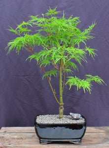 Green Japanese Laceleaf Maple Bonsai Tree  <i>(acer palmatum Dissectum Viride)