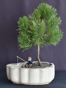 Mugo Pine Bonsai Tree-Land/Water Pot-(pinus mugo 'valley cushion')