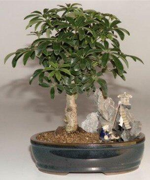 Hawaiian Umbrella Bonsai Tree-Stone Landscape Scene-(Arboricola Schefflera 'Luseanne')