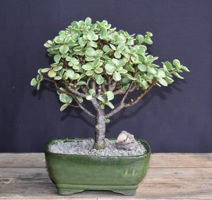 Baby Jade Bonsai Tree Variegated - Medium- (portulacaria afra variegata)