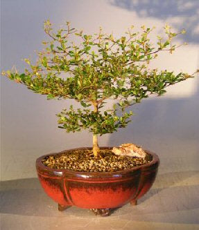 Black Olive Bonsai Tree -(bucida spinosa)