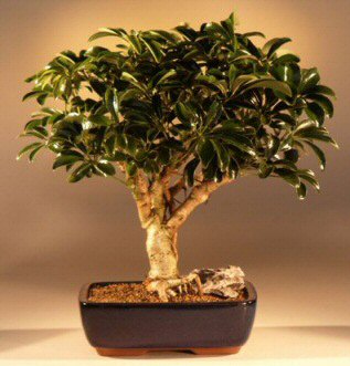 Hawaiian Umbrella Bonsai Tree - Large-(arboricola schefflera 'luseanne)