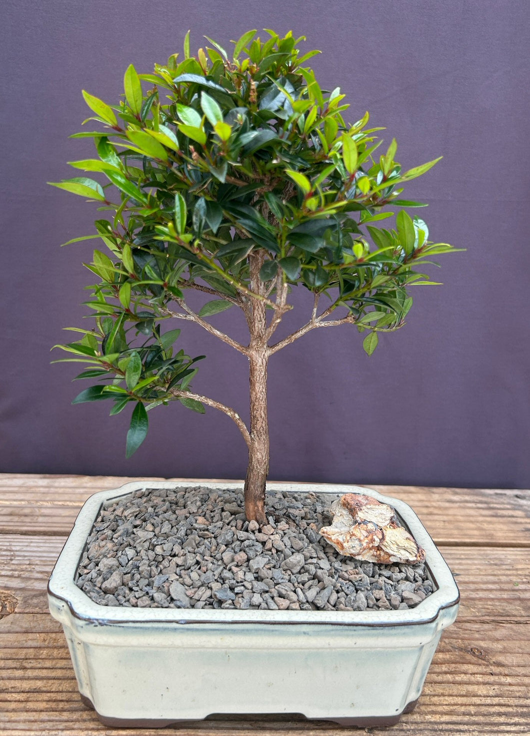 Flowering Brush Cherry Bonsai Tree - Medium -(Eugenia Myrtifolia)