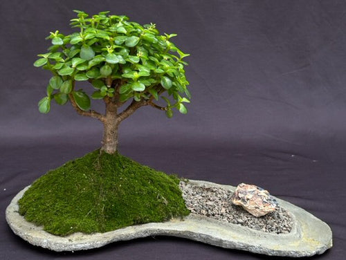 Baby Jade on Rock Slab Bonsai Tree-(Portlacaria Afra)