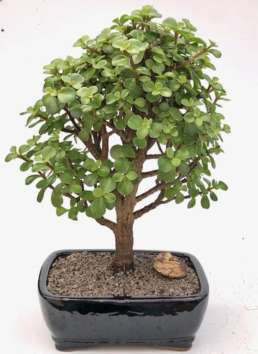 Baby Jade  Bonsai Tree - Large -(Portulacaria Afra)