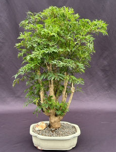 Ming Aralia Bonsai Tree-(polyscais fruticosa)