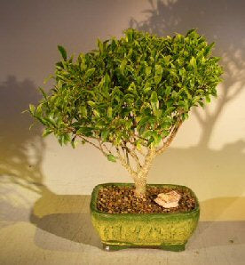 Melon Seed Ficus Bonsai Tree-(Ficus microcarpa ?Melon Seed?)