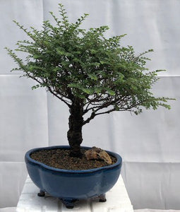 Chinese Seiju Elm Bonsai Tree - Large-(ulmus parvifolia 'seiju')