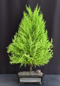 Lemon Cypress Bonsai Tree - Large-(cupressus macrocarpa)