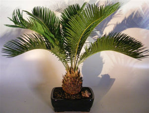 Sago Palm Bonsai Tree-(cycas revoluta)