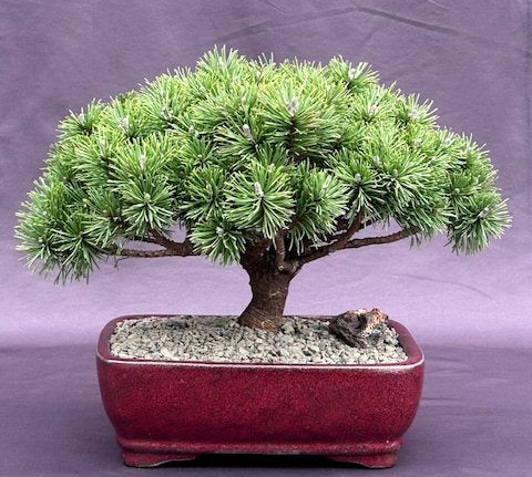 Mugo Pine Bonsai Tree Large -(pinus mugo 'valley cushion')