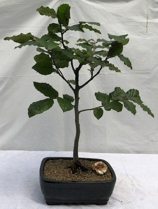 European Beech Bonsai Tree-(fagus sylvatica)