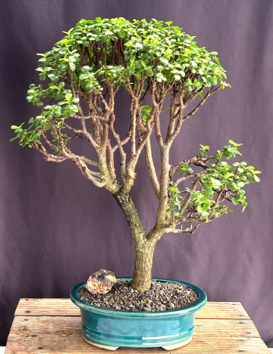 Baby Jade Bonsai Tree-(Portulacaria Afra)