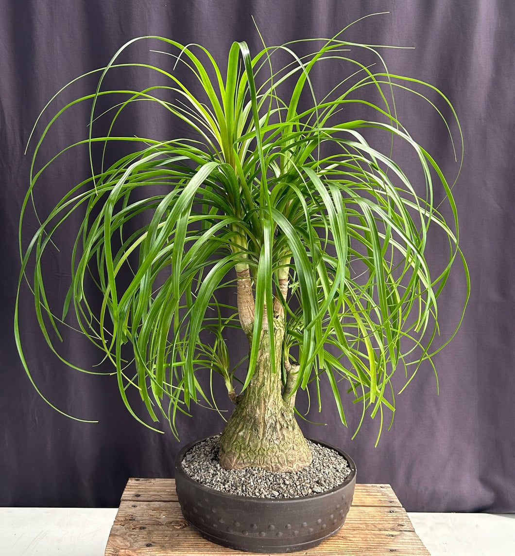 Ponytail Palm Multi Trunk Bonsai Tree -(beaucamea recurvata)