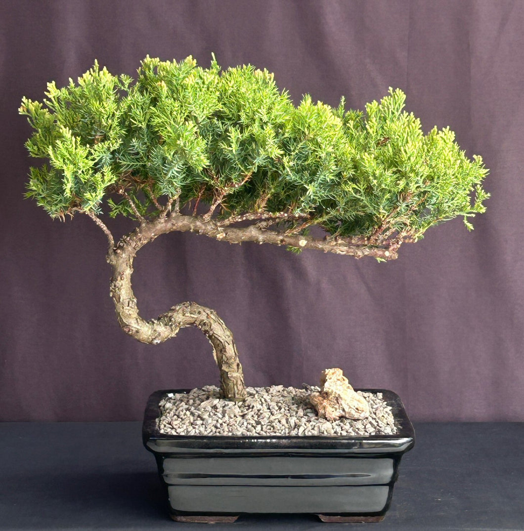 Juniper Bonsai Tree - Trained -(juniper procumbens nana)