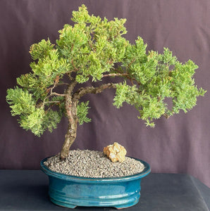 Juniper Bonsai Tree - Trained -(juniper procumbens nana)