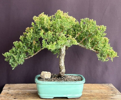 Juniper Bonsai Tree - Trained -(juniper procumbens nana)