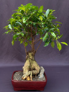 Ginseng Ficus Bonsai Tree-(ficus retusa)