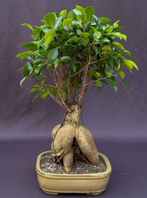 Ginseng Ficus Bonsai Tree-(ficus retusa)