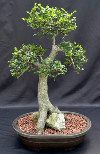 Chinese Elm Bonsai Tree-Root Over Rock Style-(ulmus parvifolia)