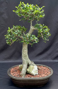 Chinese Elm Bonsai Tree-Root Over Rock Style-(ulmus parvifolia)