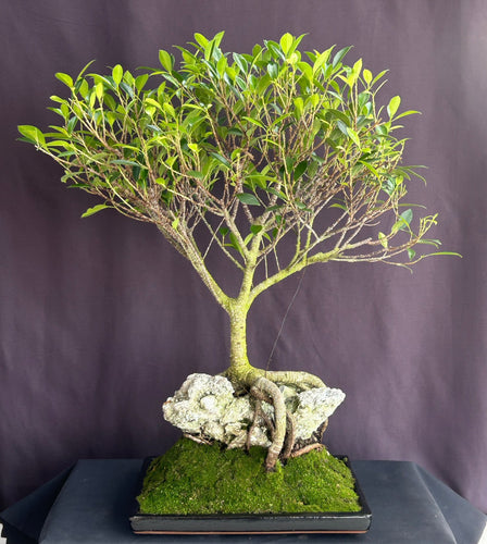 Ficus Retusa Bonsai Tree-Root over Rock Style -(ficus retusa)