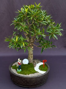 Willow Leaf Ficus Bonsai Tree-Golf Landscape Scene-(Ficus Nerifolia/Salisafolia)