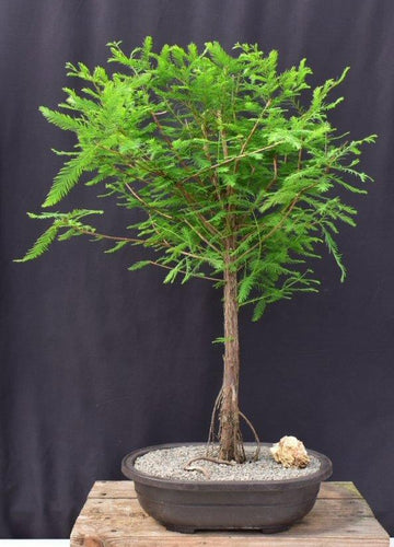 Bald Cypress Bonsai Tree-(taxodium distichum)