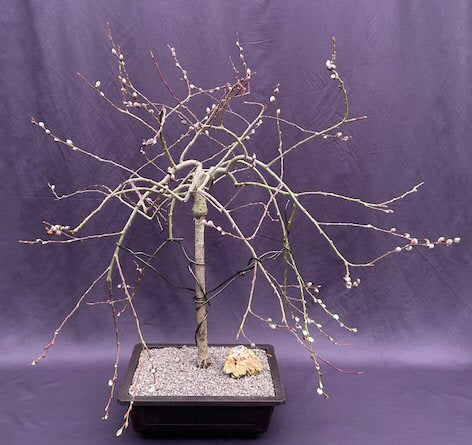 Flowering Weeping Pussy Willow Bonsai Tree-(salix caprea 'pendula')