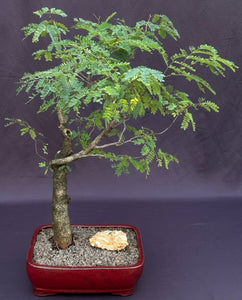 Flowering Horseflesh Mahogany Bonsai Tree -(lysiloma sabicu)